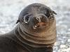 Galapagos Sea Lion